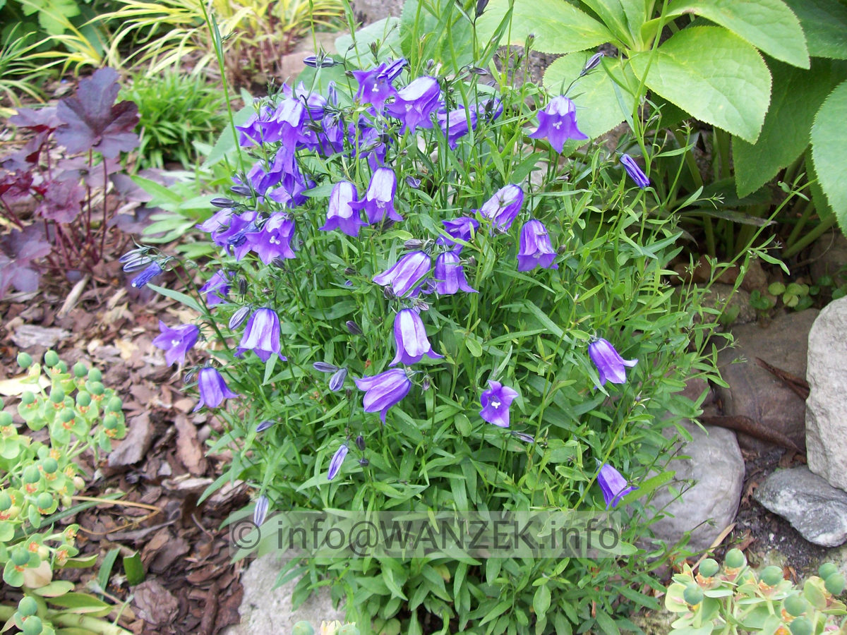 Campanula pusilla 02.JPG